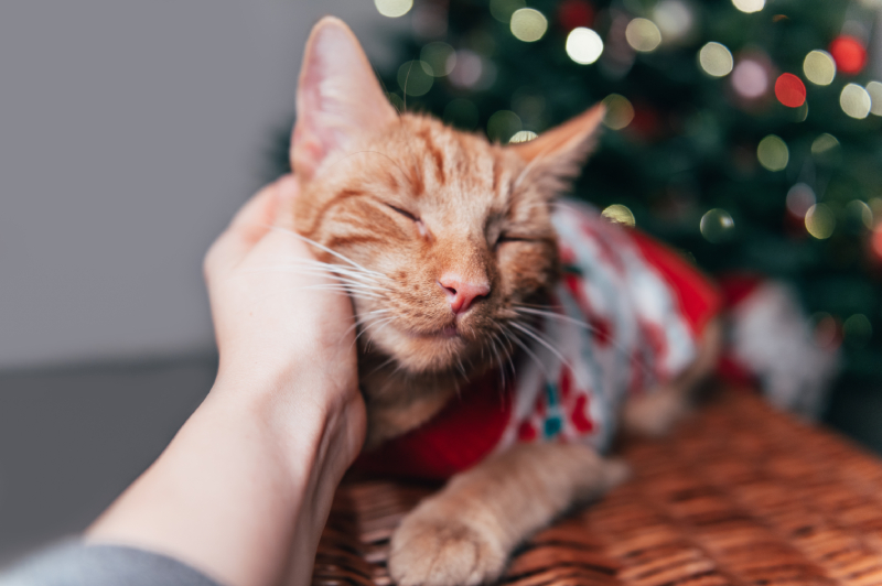 cute ginger cat in xmas jumper 2025