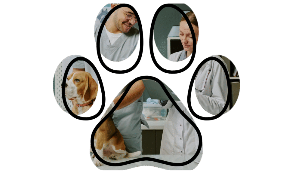 dog wellness exam at vet near me in Madison