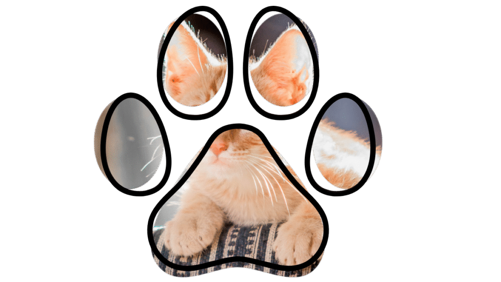 cat preventive care with a Madison vet near me