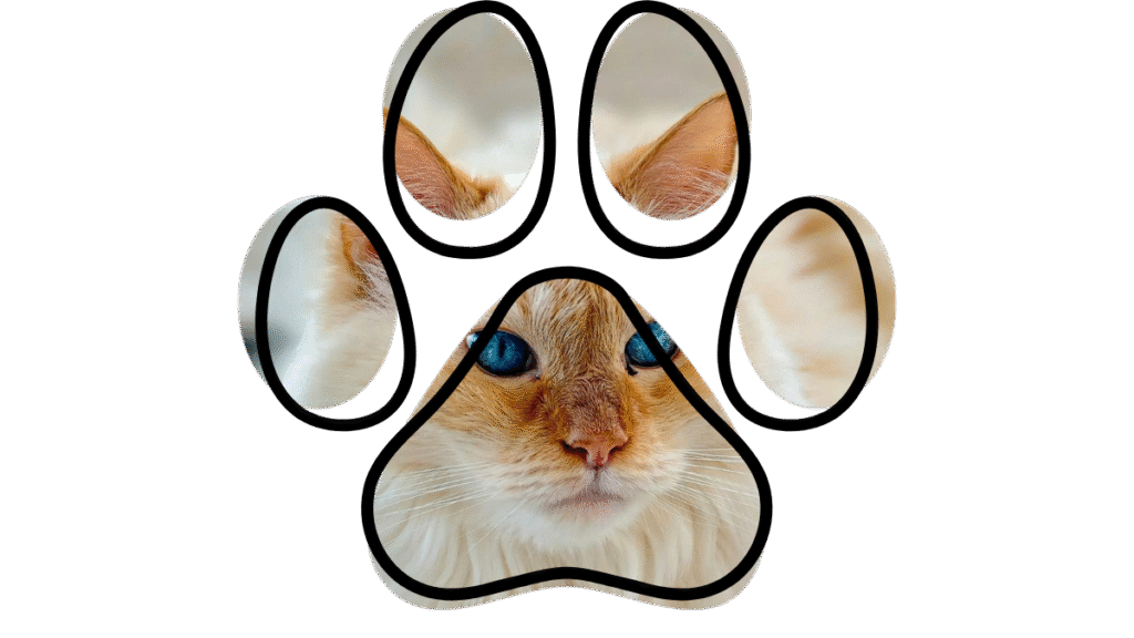 senior pet care from vet near me in Madison Alabama