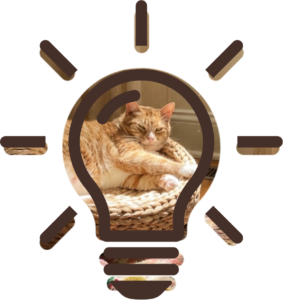 Senior Pet Care dental check for an older cat at Heritage Animal Clinic in Madison, AL