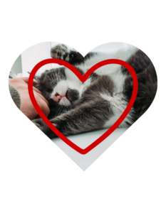 Preventive vet services in Madison, AL at Heritage Animal Clinic for dogs and cats