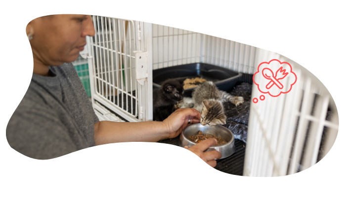 Shelter pet wellness exam at Heritage Animal Clinic in Madison, AL
