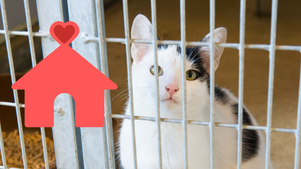 Family adopting a shelter cat with care from Heritage Animal Clinic in Madison, AL