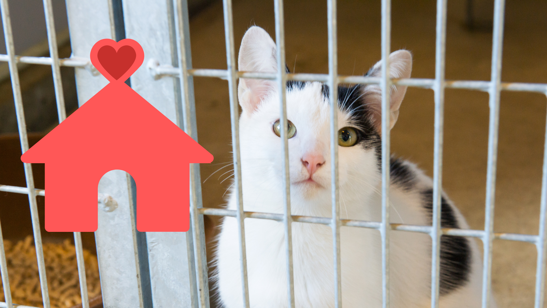 Family adopting a shelter cat with care from Heritage Animal Clinic in Madison, AL