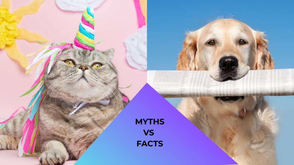 Animal care at Heritage Animal Clinic in Madison, AL featuring a cat dressed like a unicorn and a dog holding a newspaper to represent common pet myths and facts.