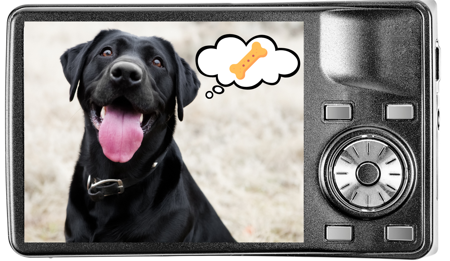 A dog focused on a treat shown on a digital camera screen