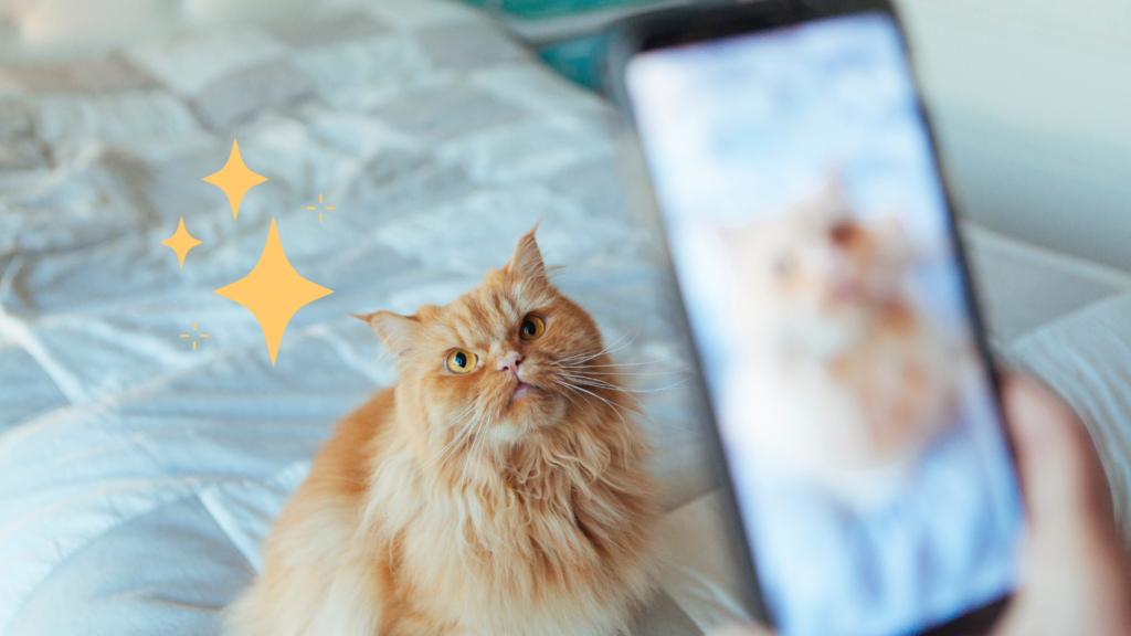 Taking pet photo on a smartphone of an orange cat in Madison, AL