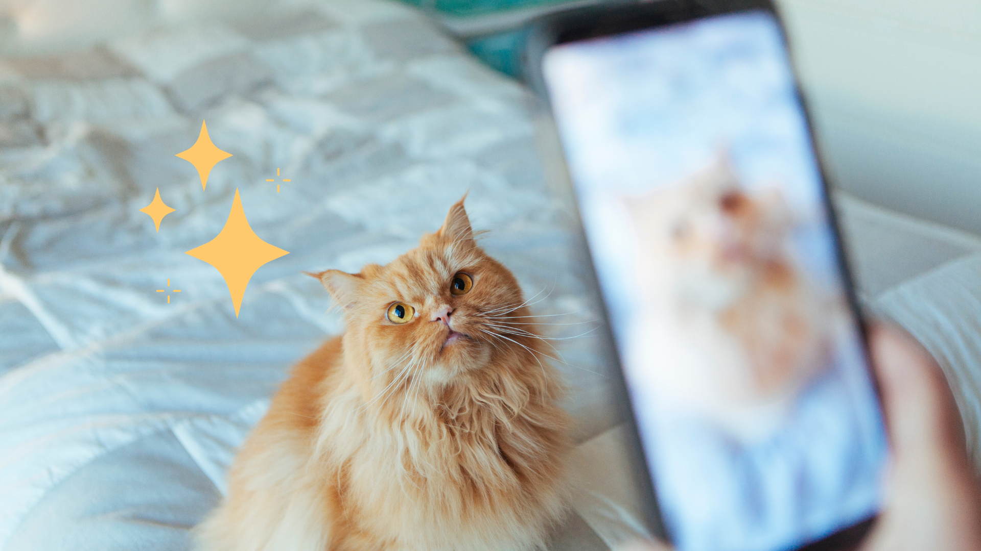 Taking pet photo on a smartphone of an orange cat in Madison, AL