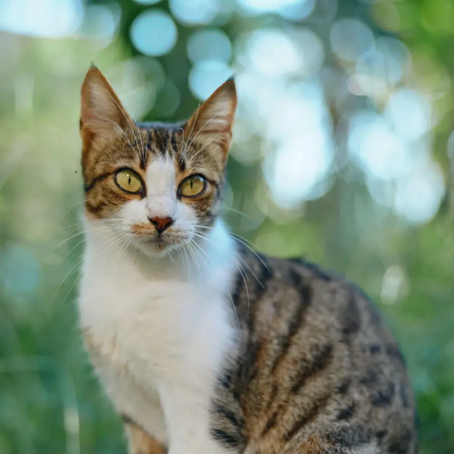 Tabby cat with green eyes sitting outdoors, looking intently with a blurred green background.