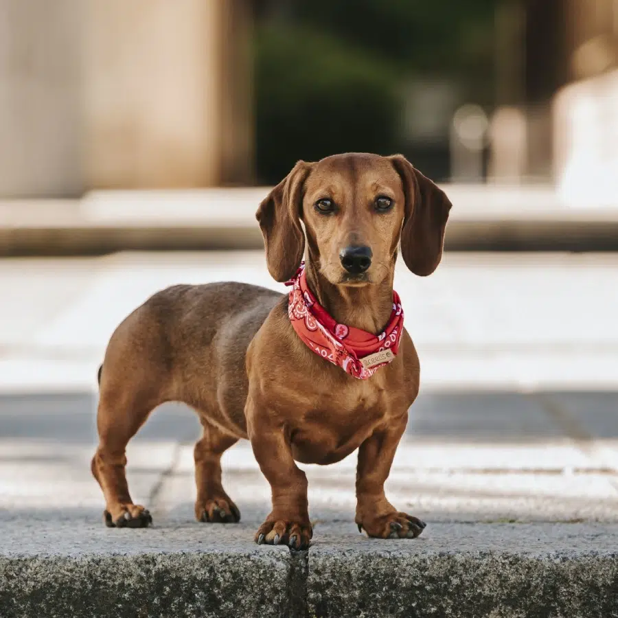 A dachshund wearing a red bandana stands on a stone pavement, looking directly at the camera.