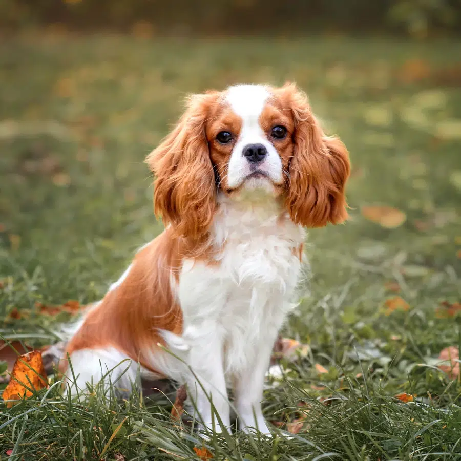 A small Cavalier King Charles Spaniel with long ears sits on green grass.