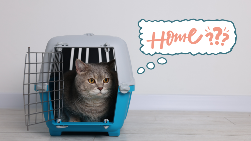 Bringing a New Cat HomeCat sitting in a pet carrier while adjusting to a new home in Madison, AL