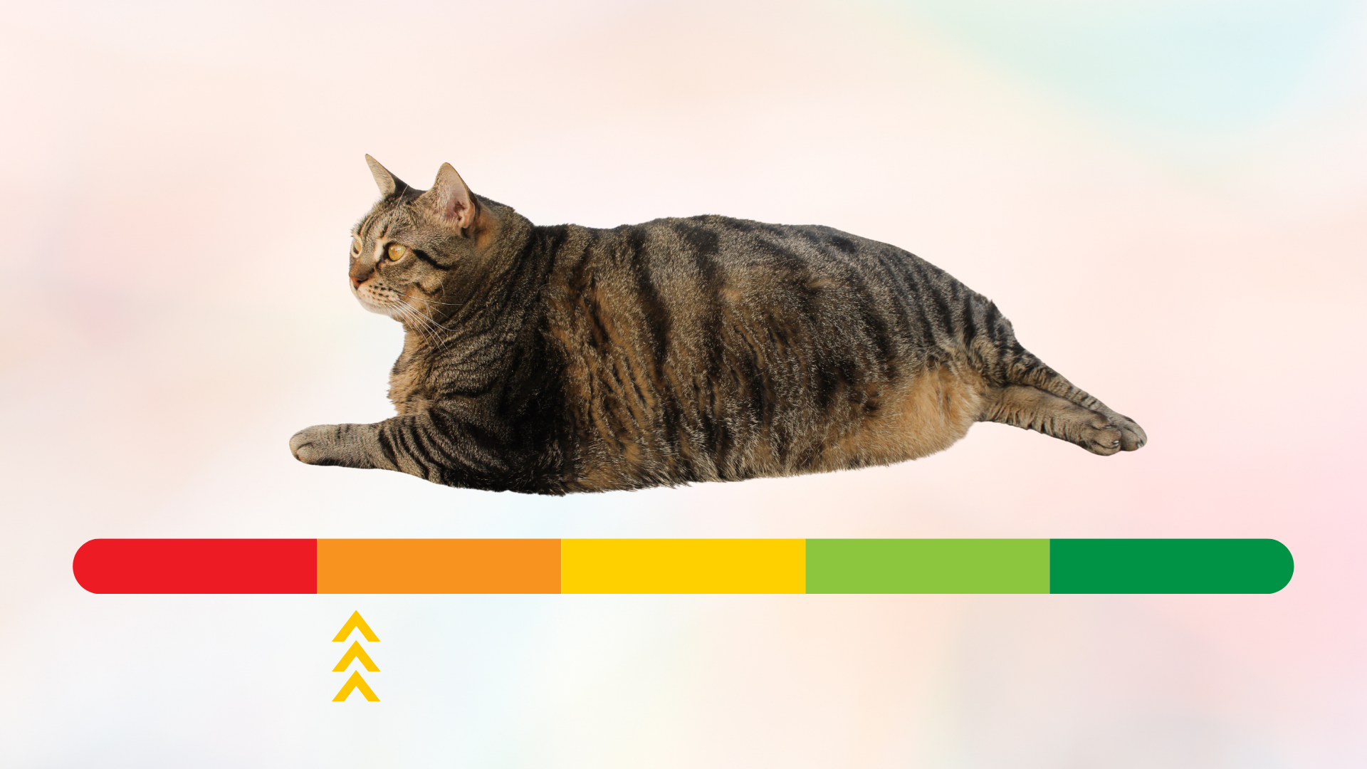 Overweight cat scale red to green for pet owners in Madison, AL