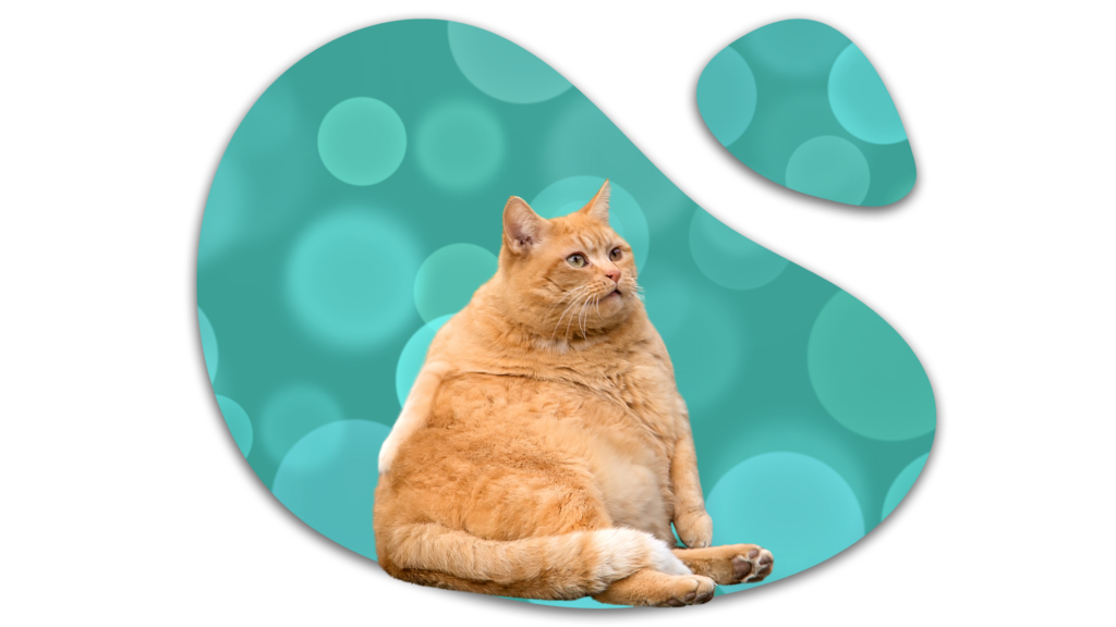 Overweight orange cat that needs weight guidance from Heritage Animal Clinic in Madison, AL