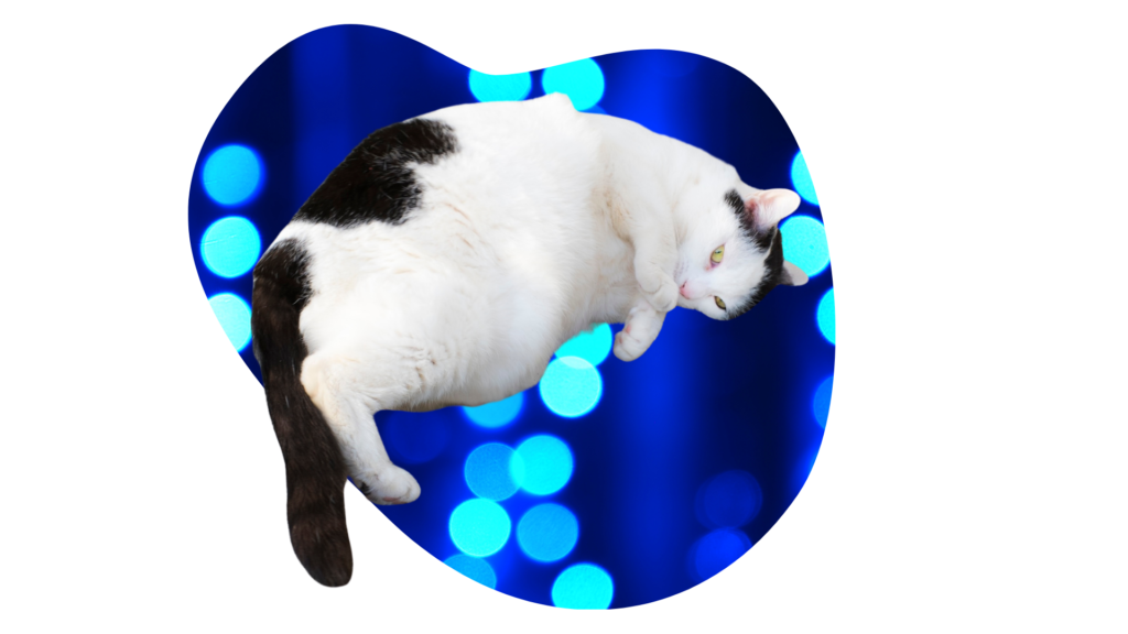Overweight black and white cat in Madison, AL